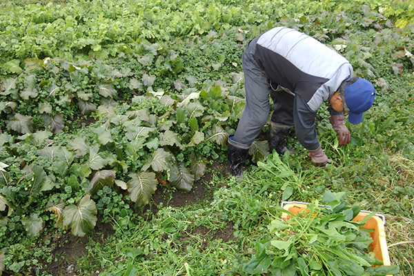 除草剤を使用しない栽培