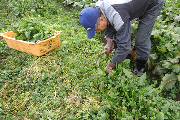 野菜の収穫